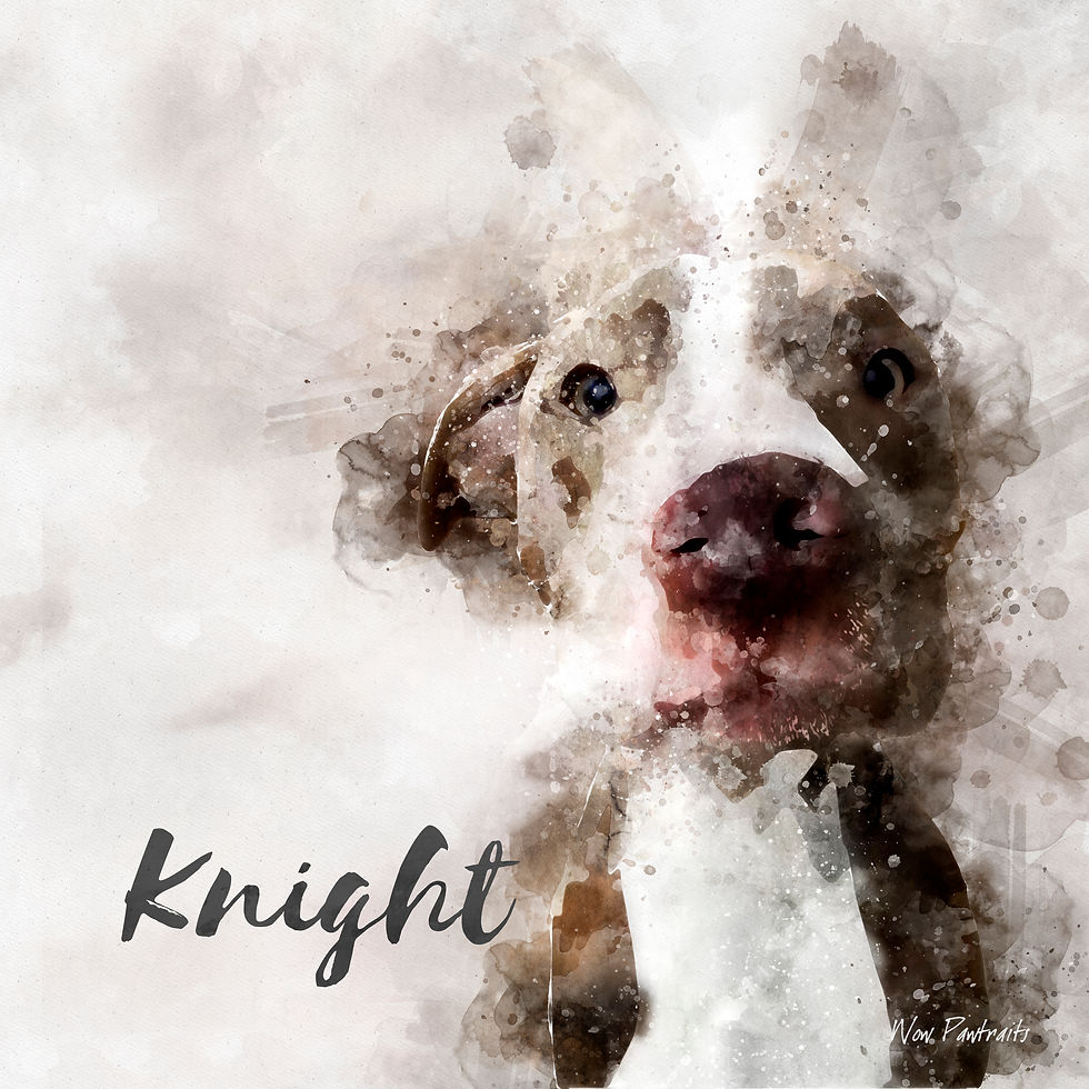 pitbull watercolor