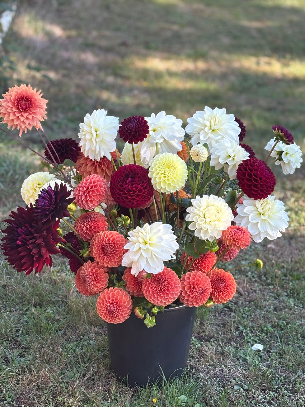 2025 Bulk Dahlia Stems