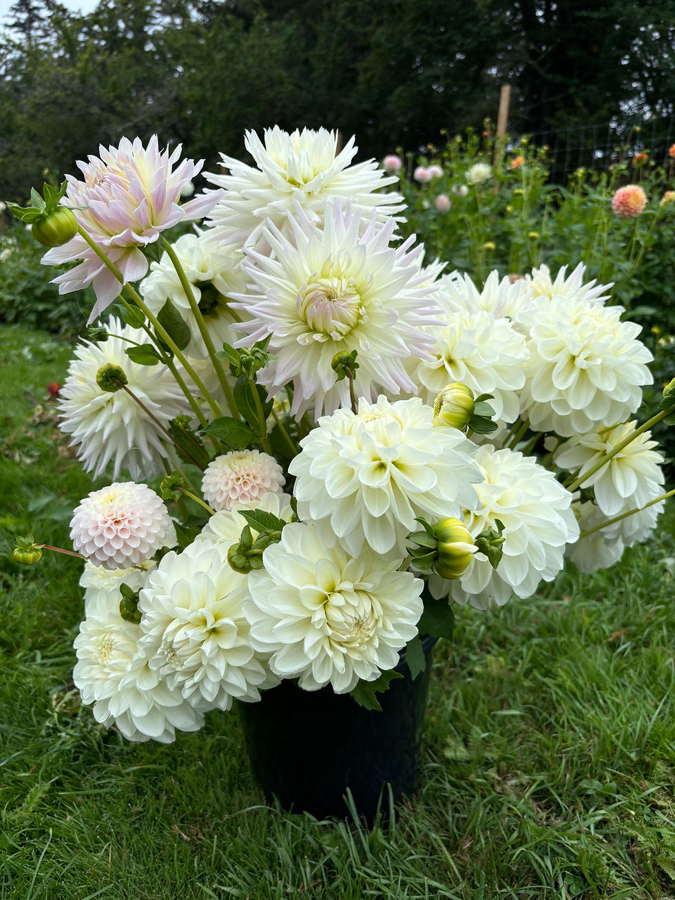 Thumbnail: dahlia flowers
