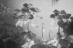 IMG_20250123_205041_cr