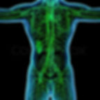 human lymphatic system