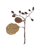 foglia 6