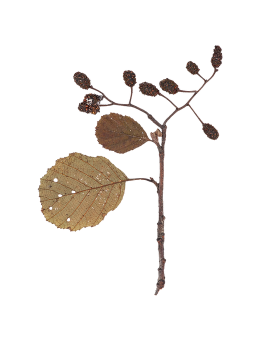 feuille 6