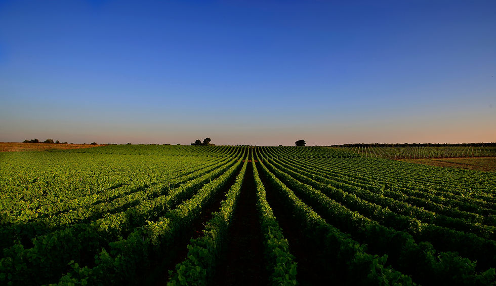 wine tours, Istria, wine tasting