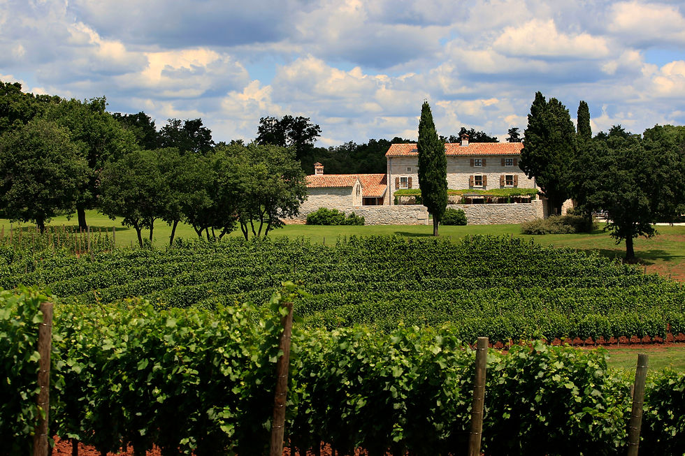 wine tours, Istria, wine tasting