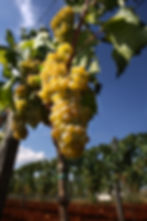 wine tours, Istria, wine tasting