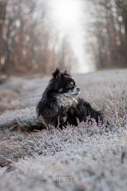 photo Un chien noir et blanc assis dans de l'herbe enneigée ANIMAUX en forêt