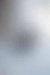 photo chien chihuahua à la neige