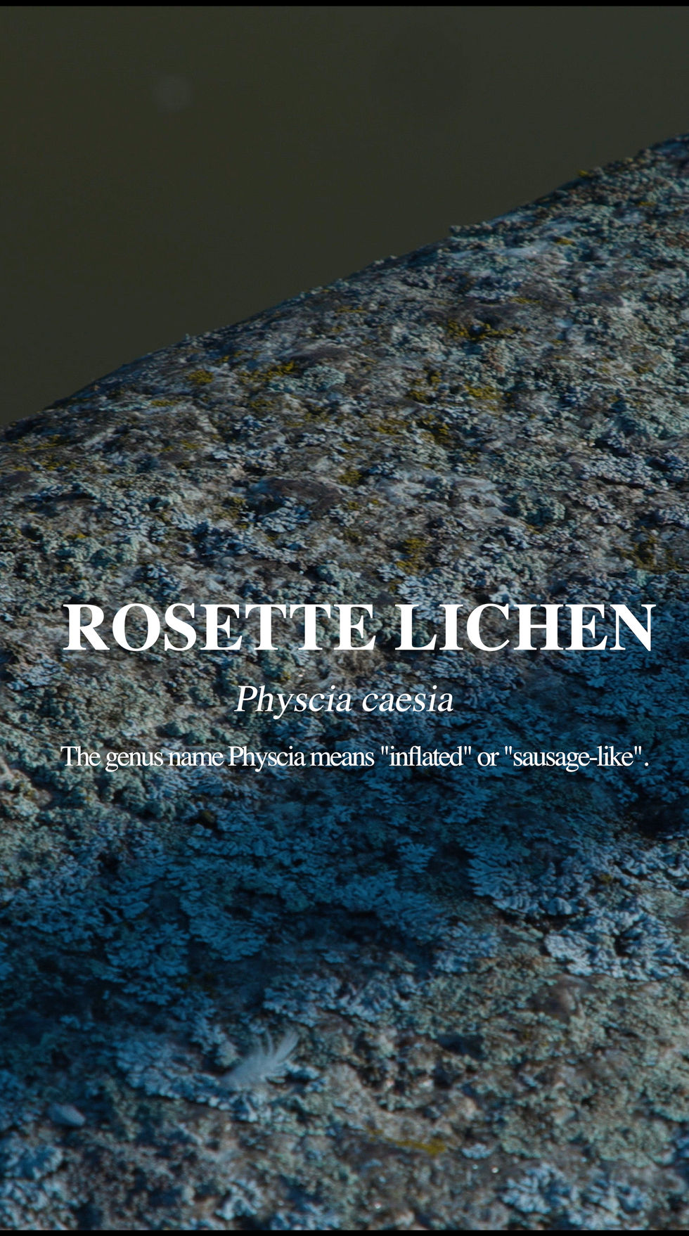 rosette lichen