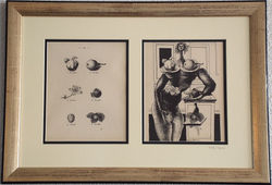 Les métamorphoses érotiques