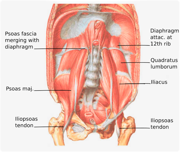The pelvic floor muscles are visible here - hammocked between the hemi-pelvises, stretching from the base of the sacrum forward to the pubic symphysis.