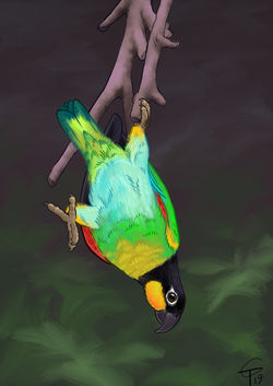 Orange-cheeked parrot