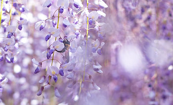wisterias.jpg