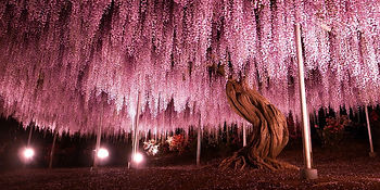 wisteria-tree.jpg