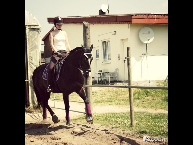 56708-holsteiner-catino