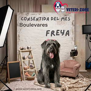 _veteri_zone (15).png