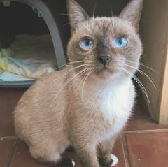 adoptar gato barcelona
