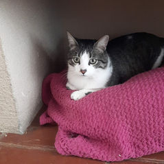 adoptar adopcion barcelona gato