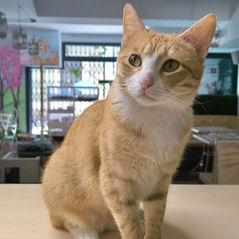 adoptar gato barcelona