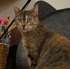 Adoptar gato barcelona