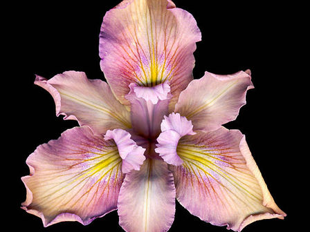 Iris