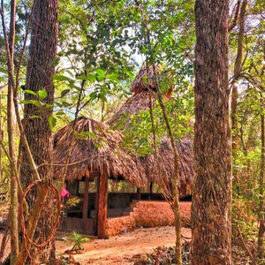 Jungle path leading to the Madre Verde maloca, framed by trees and warm sunlight.