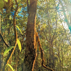 Sunlight filtering through jungle trees with a twisted vine climbing a tree trunk