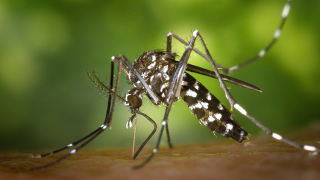 Do mosquitoes have food preferences??