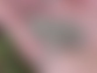 Eastern Grey Tree Frog 🐸