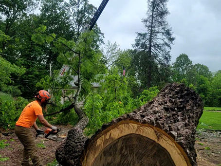 Craned out this Black Walnut with beautiful & vibrant wood graining 🏗🪵