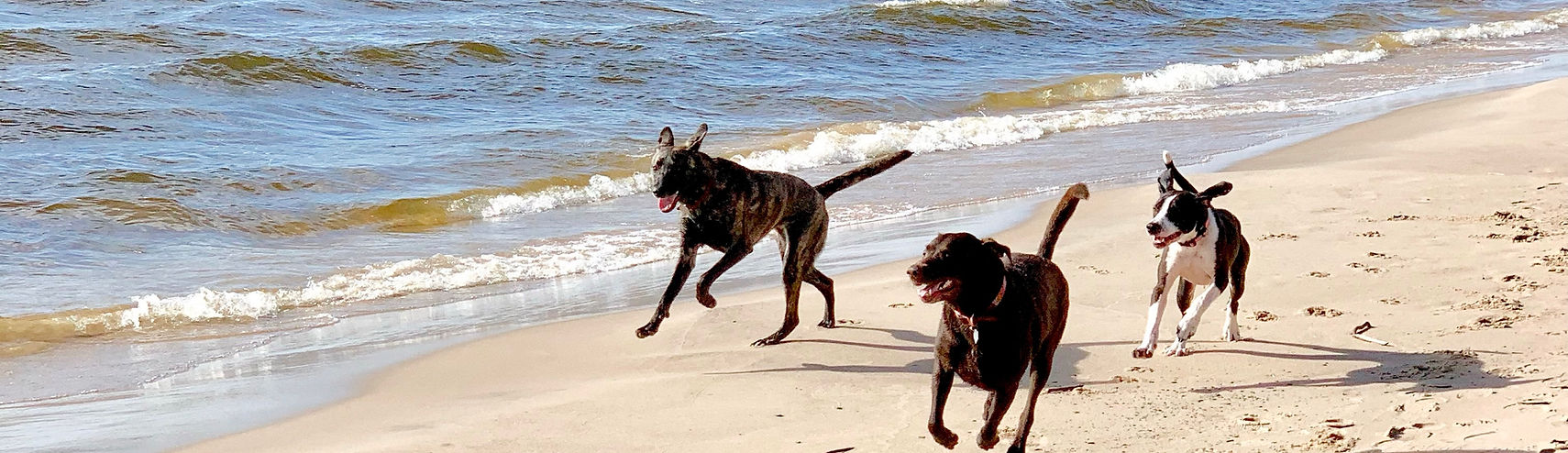 3 happy dogs running on the beach