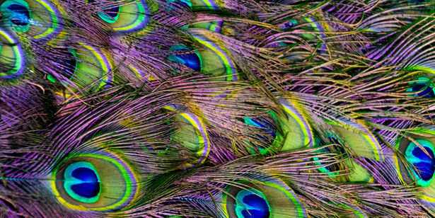 peacock.jpeg