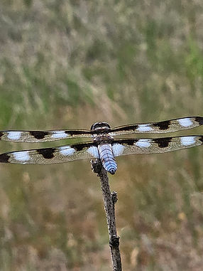 Dragonfly