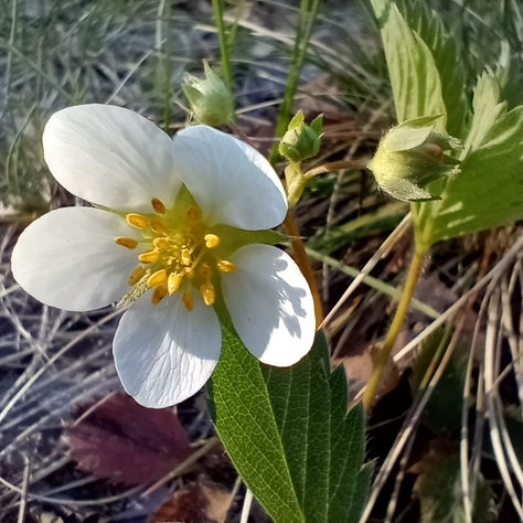 Meet Wild Strawberry