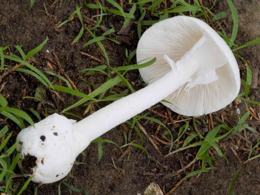Meet The Destroying Angel
