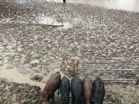 This Farmer's Plea- Managing Expectations