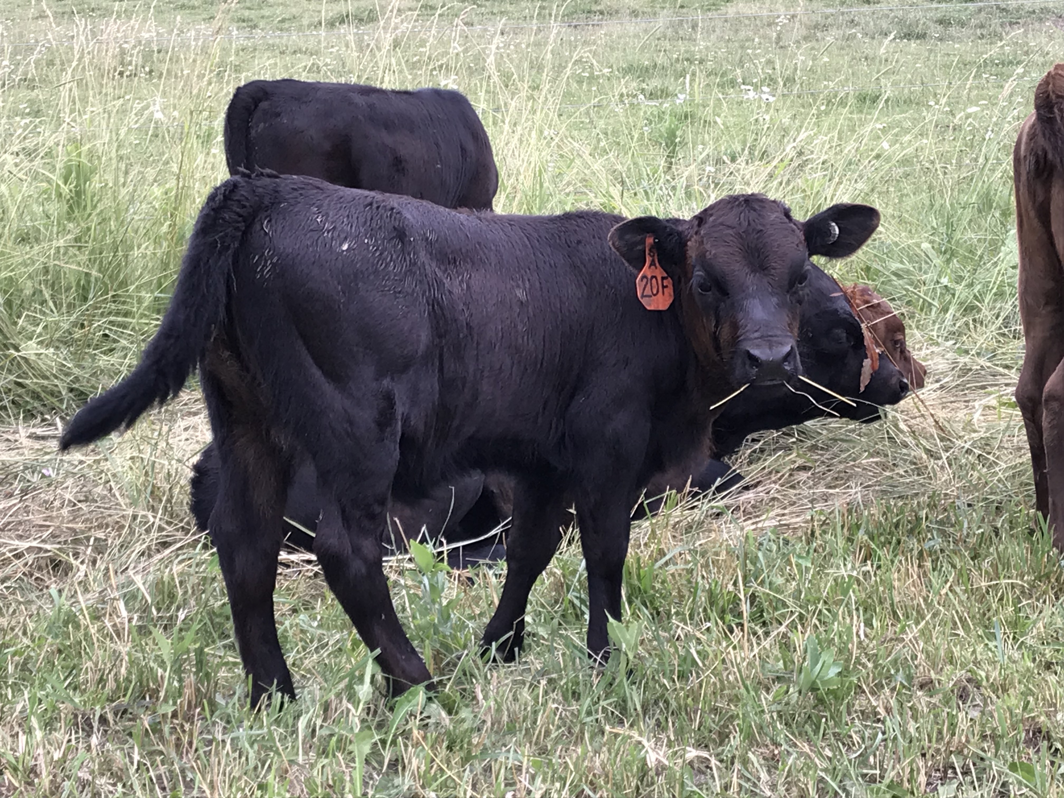 Irish Dexters United States Shamrock Acres Dexter Cattle
