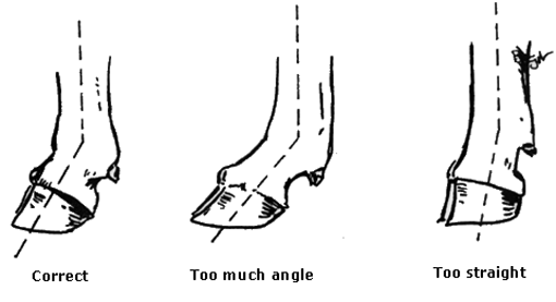 Pastern angles