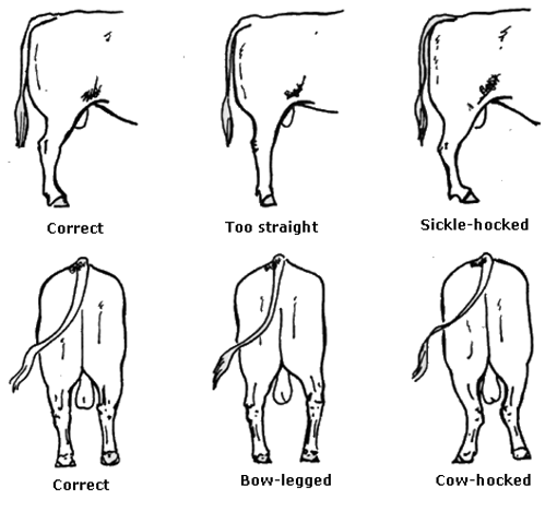 Rear leg angulation