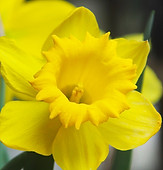 Yellow Daffodil Close Up