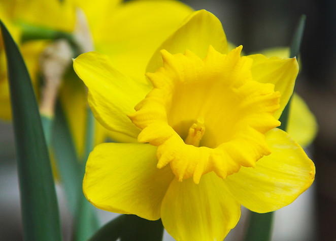 Yellow Daffodil Close Up