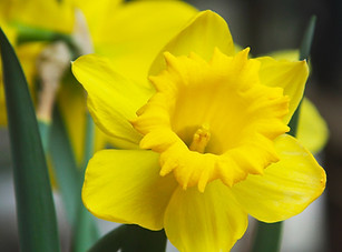 Yellow Daffodil Close Up