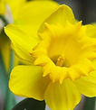 Yellow Daffodil Close Up