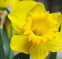 Yellow Daffodil Close Up 