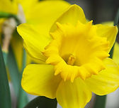 Bright Yellow Daffodil
