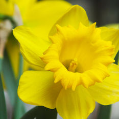 10 Hidden Yard Hazards That Could Harm Your Pet