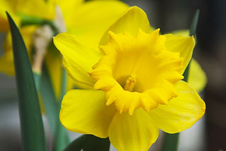 Yellow Daffodil Close Up 