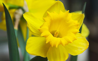 Yellow Daffodil Close Up
