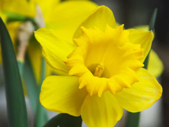 MAY 2025 UPDATES & EVENTS                Concord Garden Club