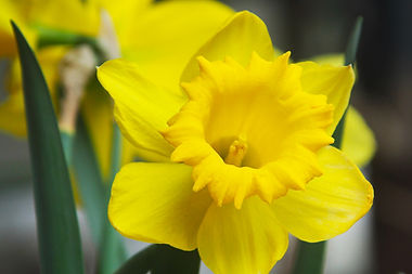 Yellow Daffodil Close Up